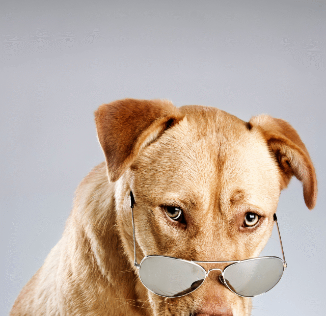 10 coisas que os cachorros odeiam nas pessoas Latidos e Lambidas Capa Web Stories