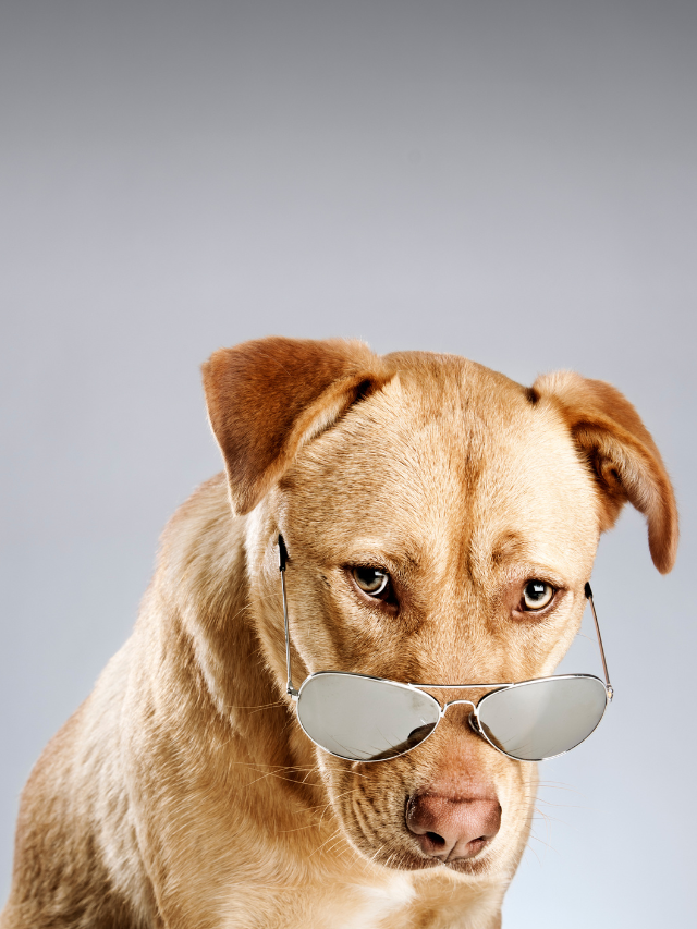 10 coisas que os cachorros odeiam nas pessoas