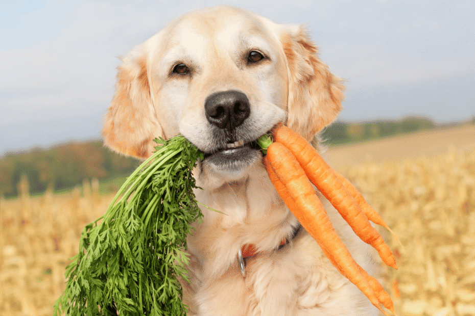 5 Dicas Para Alimentar Melhor o seu Cão Latidos e Lambidas Blog para Cães