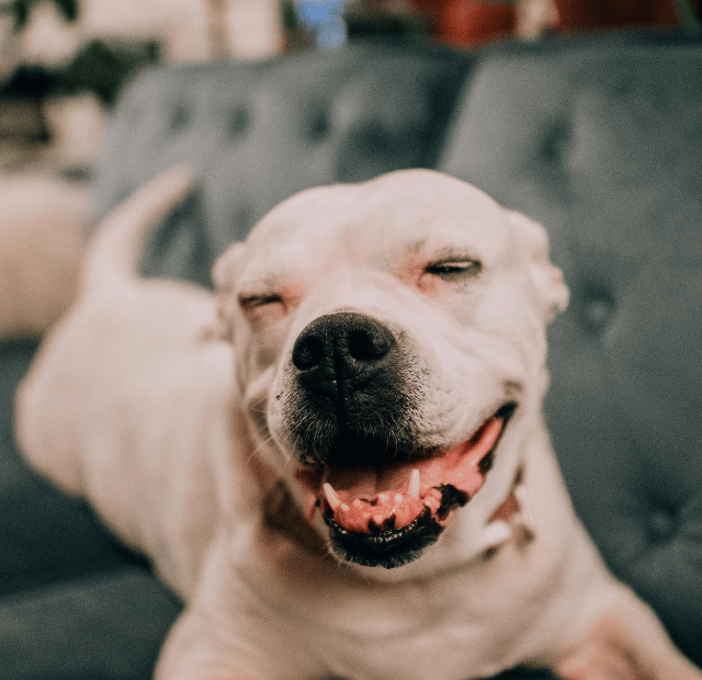 5 dicas para acalmar um cachorro e tê-lo sempre tranquilo Latidos e Lambidas Capa Web Stories