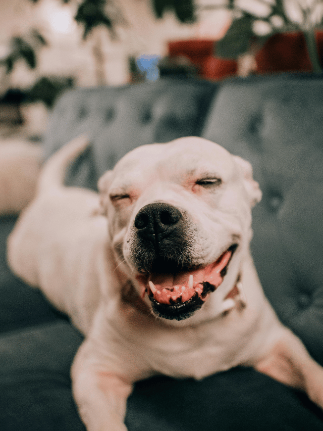 5 dicas para acalmar um cachorro e tê-lo sempre tranquilo