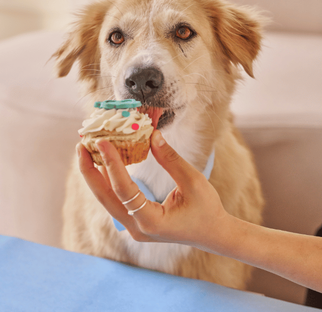 5 dicas para alimentar melhor o seu cão Latidos e Lambidas Capa Web Stories