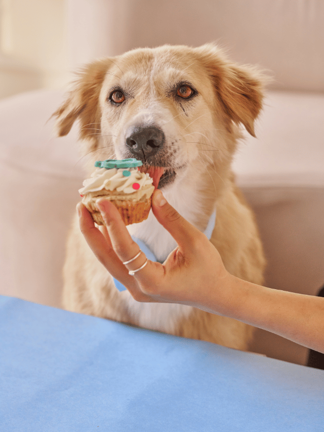 5 dicas para alimentar melhor o seu cão