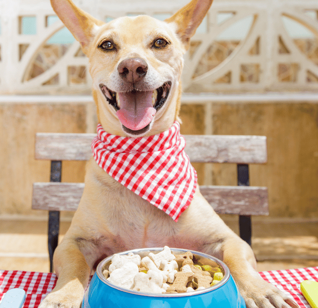 Alimentação de cães mitos e verdades Latidos e Lambidas Capa Web Stories