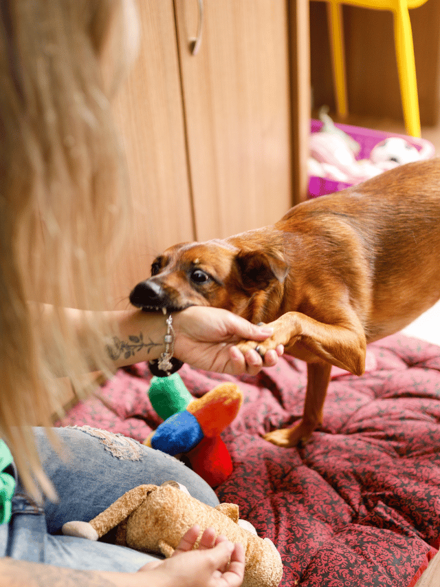 Castigo físico nos cães ajuda ou atrapalha?