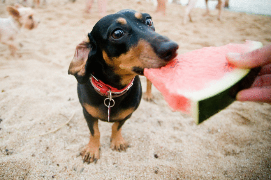 Como posso oferecer melancia para meu cachorro Latidos e Lambidas Blog para Cães
