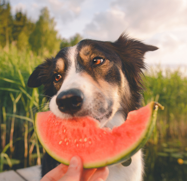 Como posso oferecer melancia para meu cachorro Latidos e Lambidas Capa Web Stories