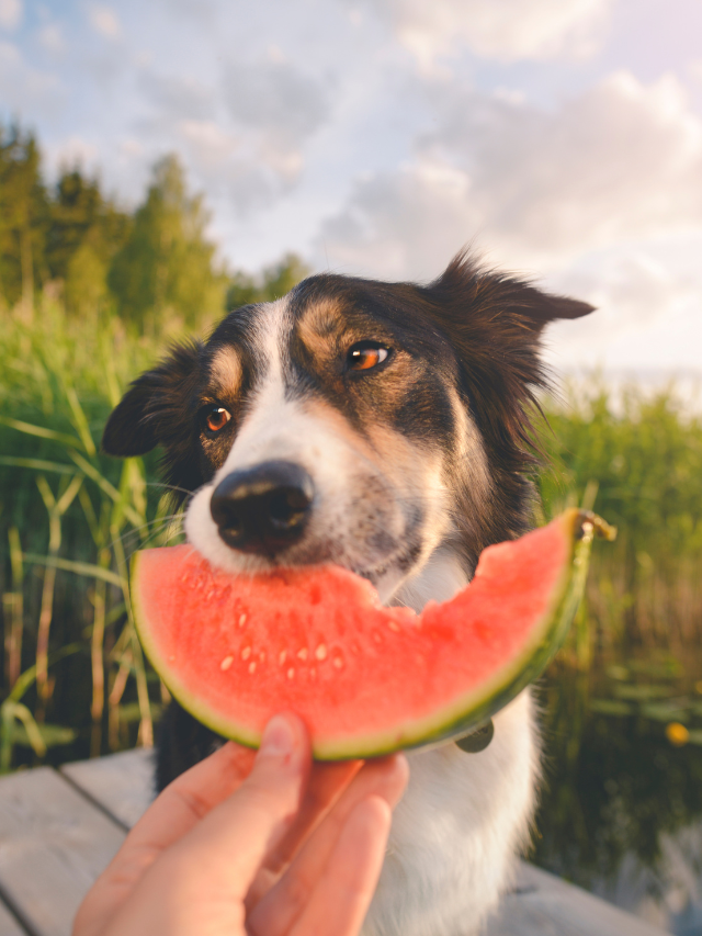 Como posso oferecer melancia para meu cachorro?