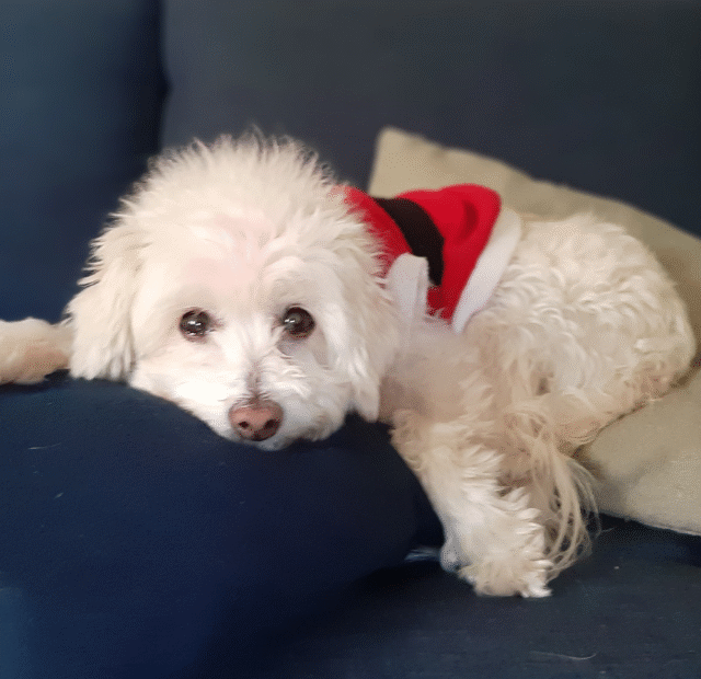 Como saber se meu cão está com dor de barriga ou de estômago Latidos e Lambidas Capa Web Stories