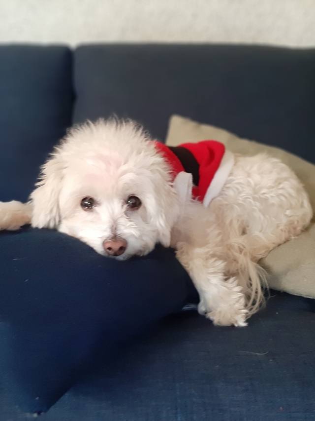 Como saber se meu cão está com dor de barriga ou de estômago?