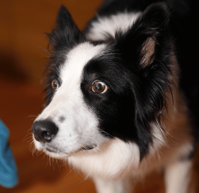 Evite um cão medroso ou agressivo 6 passos da socialização Latidos e Lambidas Capa Web Stories