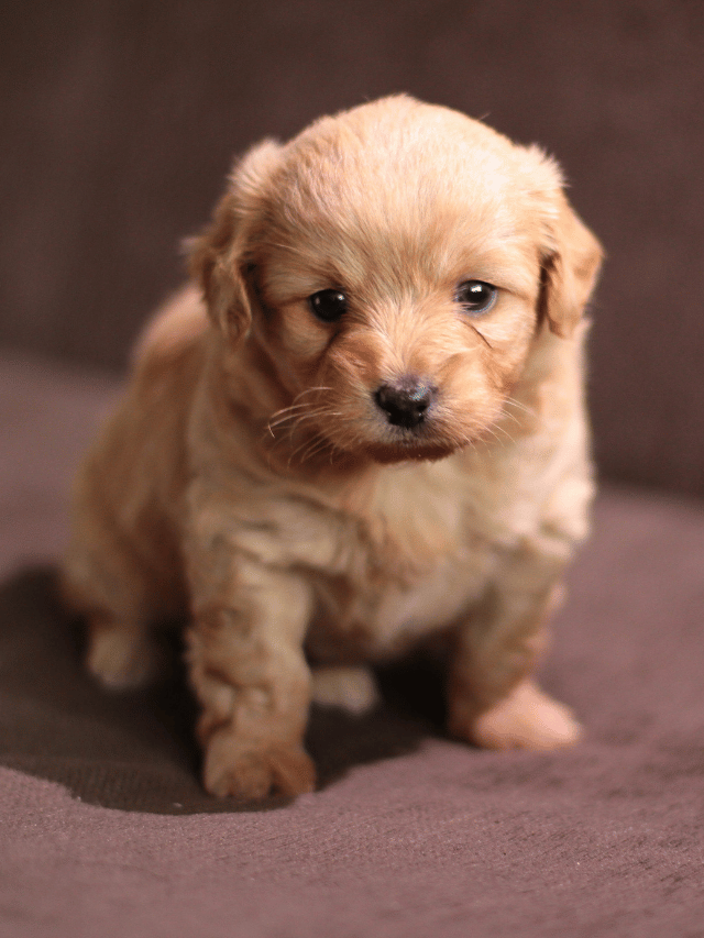 Meu primeiro cachorro: quais dicas preciso saber?