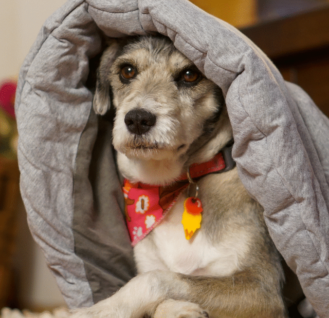 Por que meu cachorro está rouco Principais causas e sintomas Latidos e Lambidas Capa Web Stories