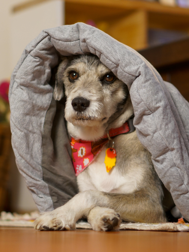 Por que meu cachorro está rouco? Principais causas e sintomas