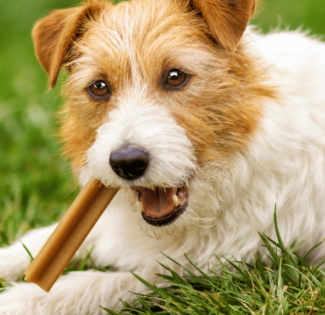 Você dá itens de roer para o seu cachorro Latidos e Lambidas Capa Web Stories