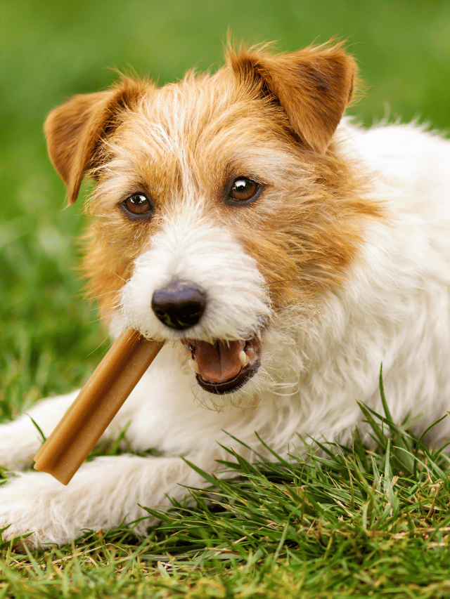 Você dá itens de roer para o seu cachorro?