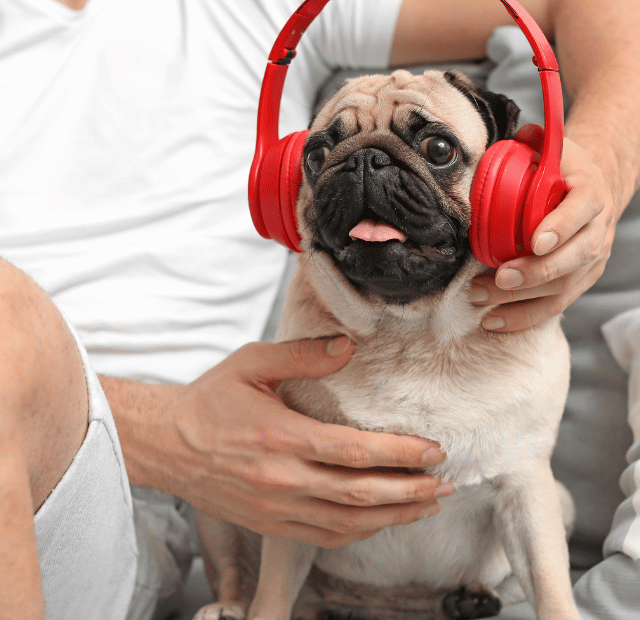 Você sabia que seu cão também tem gosto musical Latidos e Lambidas Capa Web Stories