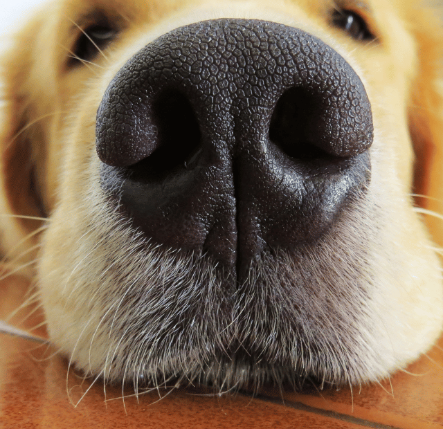 Você sabia que seu cão tem um superfaro Latidos e Lambidas Capa Web Stories