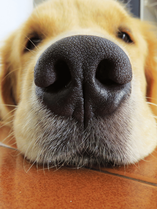 Você sabia que seu cão tem um superfaro?