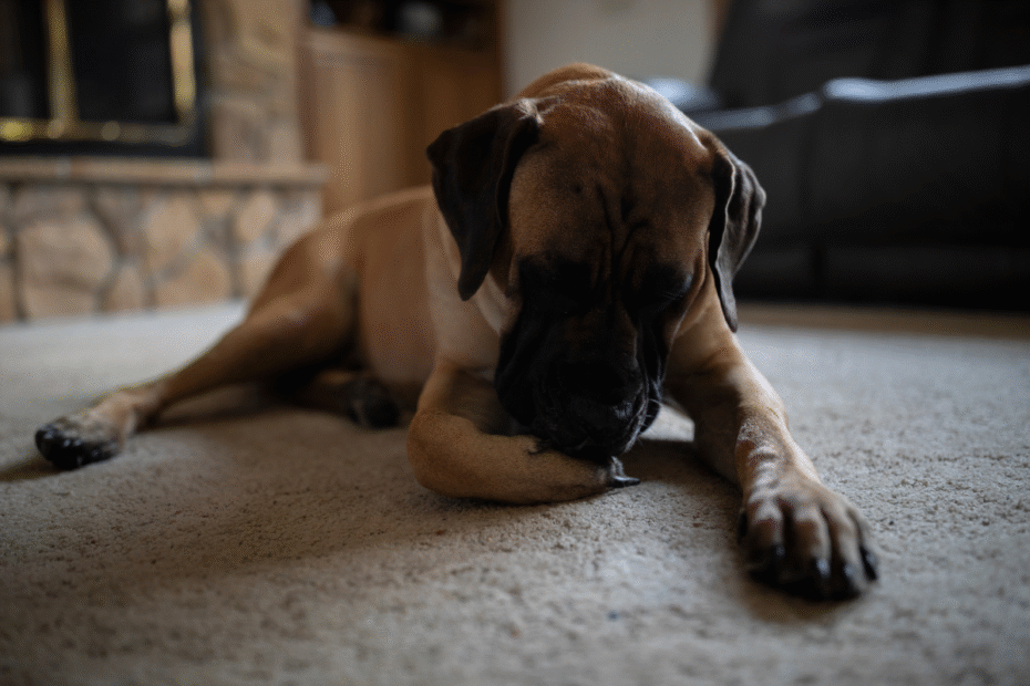 Lambedura excessiva em cães quando a atenção vira sinal de dor Latidos e Lambidas Blog para Cães