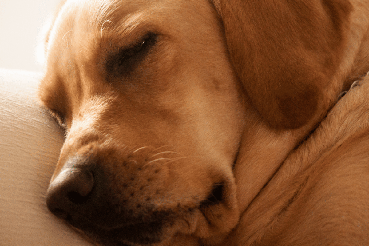 O Sono Excessivo Quando Dormir Vira um Mecanismo de Fuga Latidos e Lambidas Blog para Cães