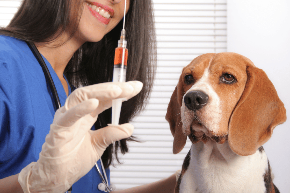 Quando a Visita ao Veterinário é Urgente Latidos e Lambidas Blog para Cães