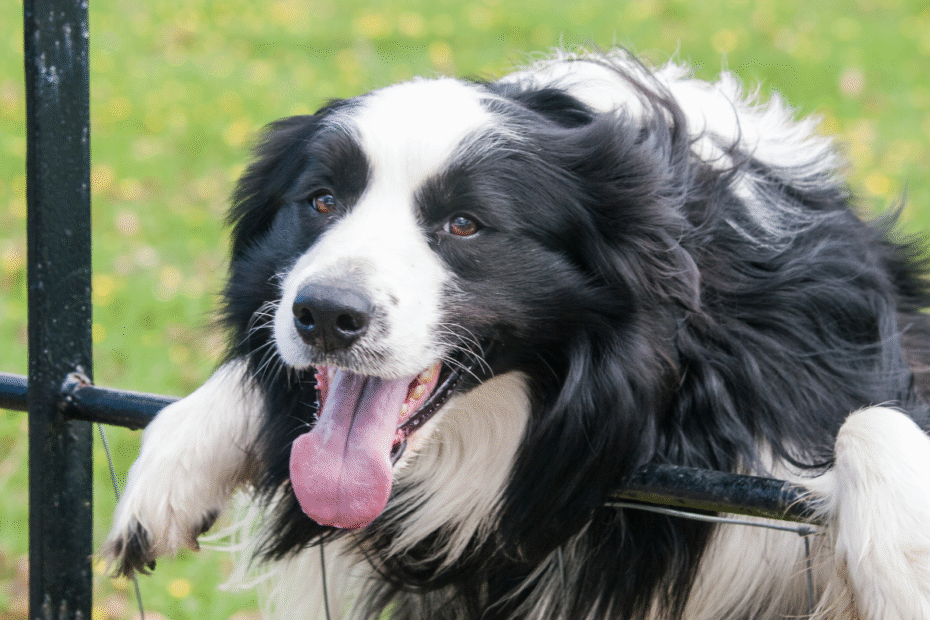 Seu cão está ofegante sem motivo Veja o que pode indicar Latidos e Lambidas Blog para Cães