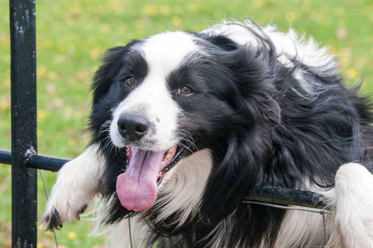 Seu cão está ofegante sem motivo Veja o que pode indicar Latidos e Lambidas Blog para Cães