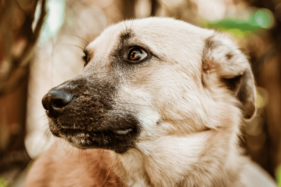 10 sinais silenciosos de que seu cão pode estar com dor Latidos e Lambidas Blog para Cães