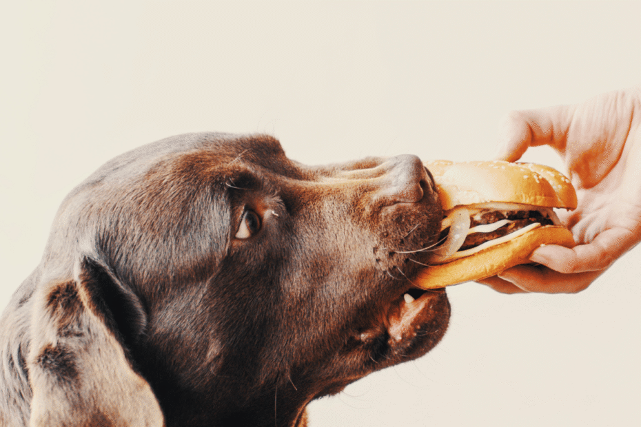 15 alimentos proibidos que seu Cão não pode comer Latidos e Lambidas Blog para Cães