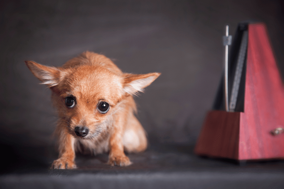 Como posso prevenir a gripe em meu cachorro Latidos e Lambidas Blog para Cães