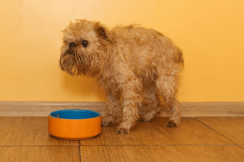 É normal um cachorro ter diarreia quando troca a ração Latidos e Lambidas Blog para Cães