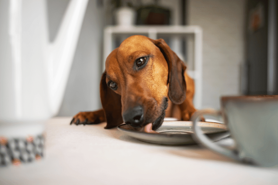O que é melhor para o cachorro alimentação natural ou ração Latidos e Lambidas Blog para Cães