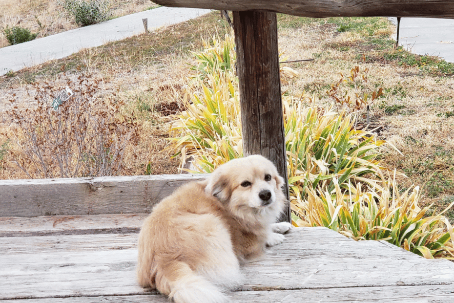 O que é tosse dos canis, como prevenir e tratar Latidos e Lambidas Blog para Cães