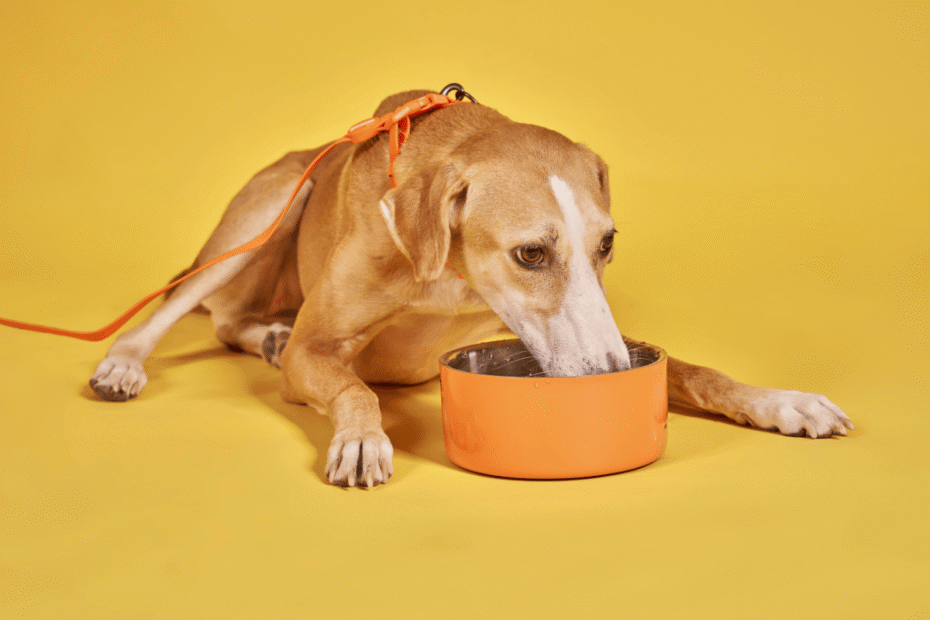 O que são transgênicos na ração de cachorro Latidos e Lambidas Blog para Cães