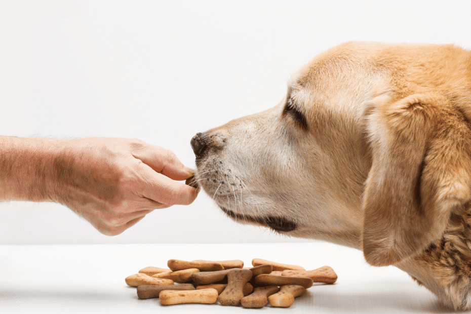 O que significa o cachorro não querer comer nada Latidos e Lambidas Blog para Cães