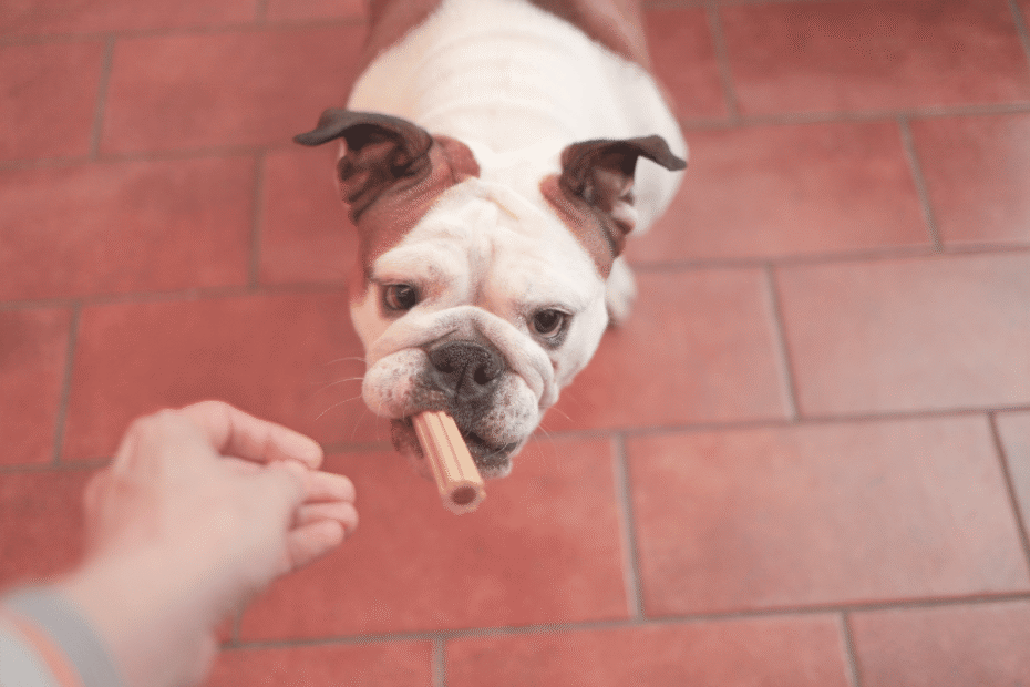 Posso dar petiscos para o meu cachorro todos os dias Latidos e Lambidas Blog para Cães