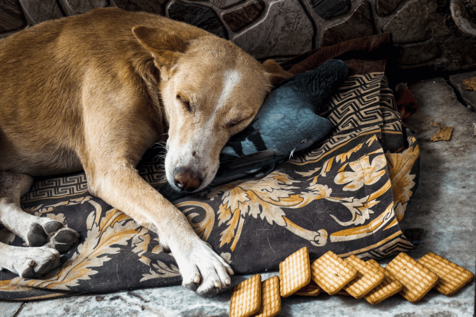 Quais são os sinais de câncer em cães Latidos e Lambidas Blog para Cães