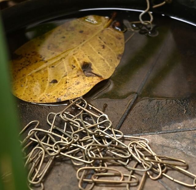 Água parada no pote do seu cão O perigo da Giardia Latidos e Lambidas Capa Web Stories
