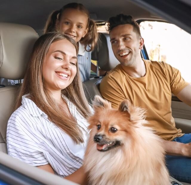 Como acabar com o enjoo do cão e viajar em paz no carro Latidos e Lambidas Capa Web Stories