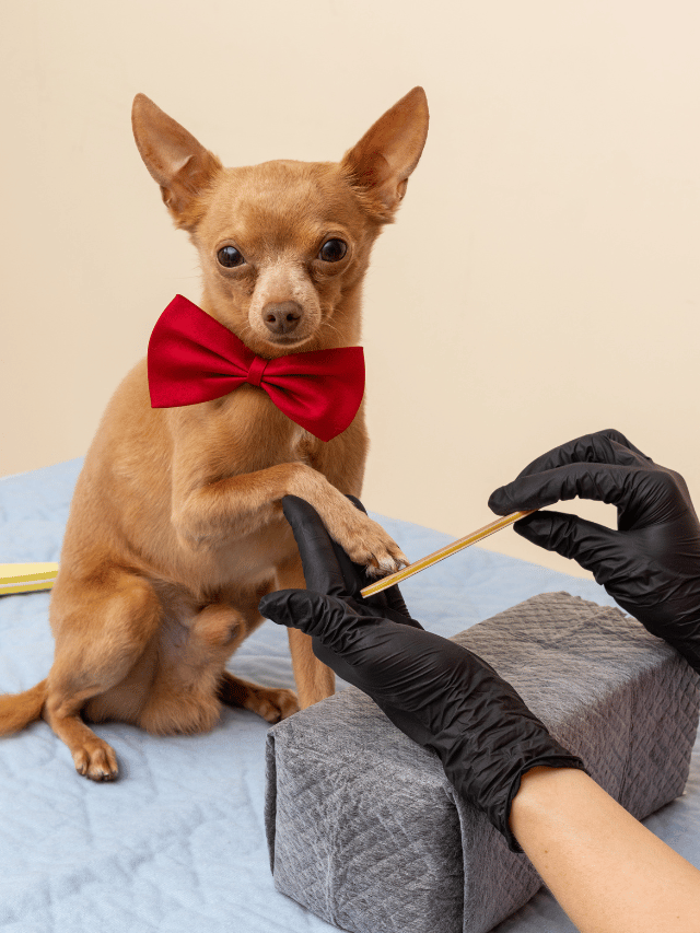 Como acalmar o cachorro para cortar as unhas?