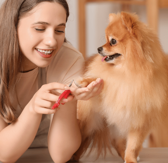 Como cortar unhas de cachorro sem sangrar Latidos e Lambidas Capa Web Stories