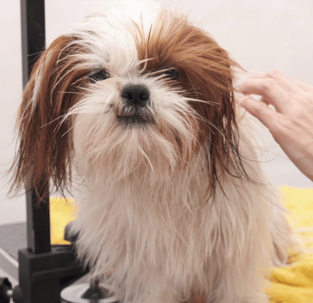 Como deixar o cachorro com cheiro de pet shop Latidos e Lambidas Capa Web Stories