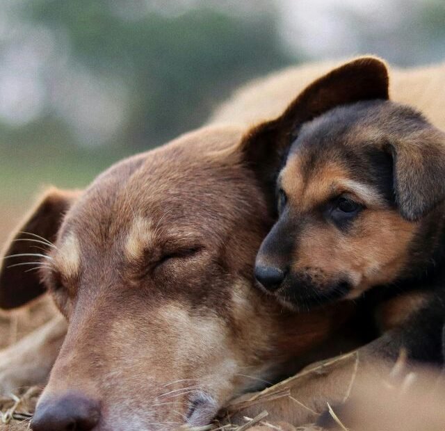 Como diferenciar sujeira de doença hormonal no cão Latidos e Lambidas Capa Web Stories