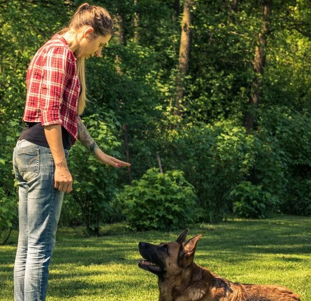 Como ensinar o cachorro a fazer comandos, Latidos e Lambidas Capa Web Stories