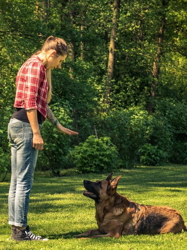 Como ensinar o cachorro a fazer comandos?