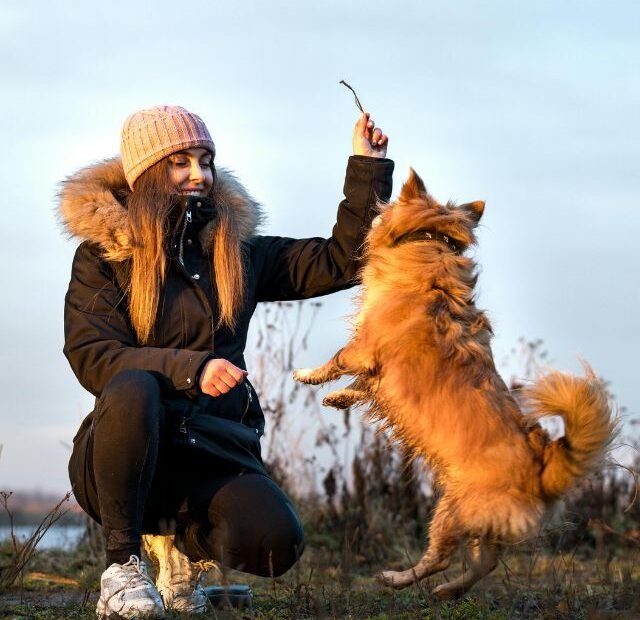 Como fazer o cão ignorar distrações e colar em você Latidos e Lambidas Capa Web Stories
