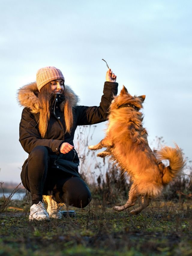 Como fazer o cão ignorar distrações e colar em você?