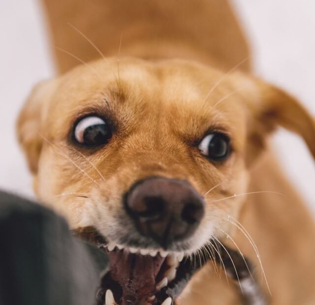 Como ler os sinais que o cão dá antes de morder você Latidos e Lambidas Capa Web Stories