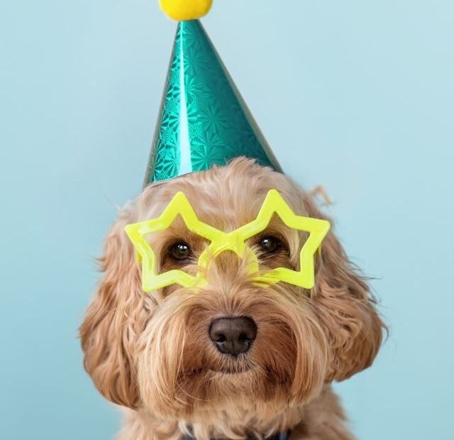 Como montar uma festa pet sem riscos para a saúde do seu cão Latidos e Lambidas Capa Web Stories
